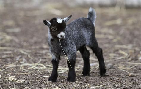 Tayto Park animals during lockdown - Dublin Live