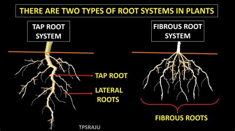 Diagram Of Plant Structure Taproot Vs Fibrous Root System Fi