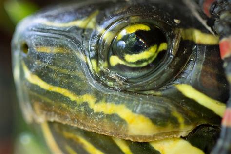 Painted Turtle Care Sheet (Comprehensive Guide)