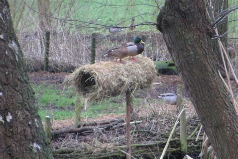 Duck nest tubes