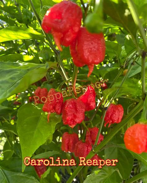 Carolina Reaper Seeds - Etsy