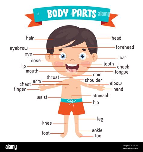 Funny Child Showing Human Body Parts Stock Vector Image & Art - Alamy