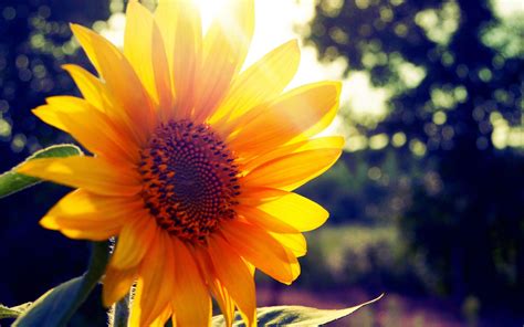 Flower Sunshine Wallpapers - Top Free Flower Sunshine Backgrounds ...