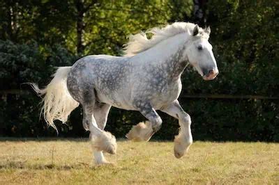 Dapple Grey Horses: Facts, Breeds, Origins, and Colors