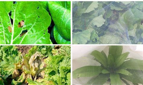 A new material for preventing insect pests in field vegetables | Anti ...