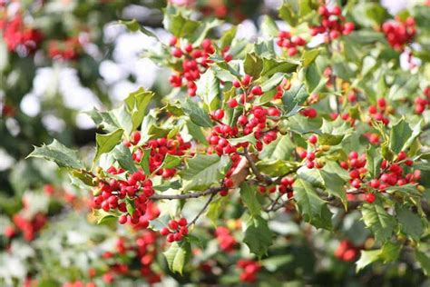 tree with hard red berries in fall - Gertrudis Faulk