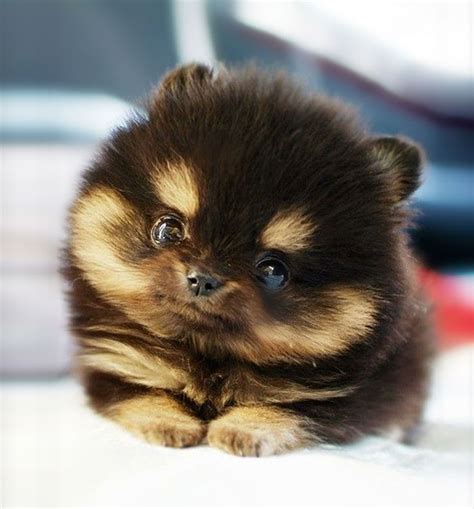 Top 94+ Pictures Pictures Of The Cutest Puppies In The World Stunning