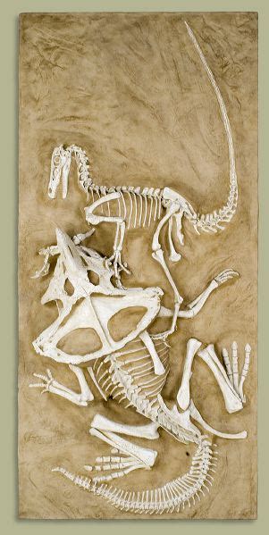 Velociraptor vs. Protoceratops – ‘Fighting Dinosaurs’ – Black Hills Institute