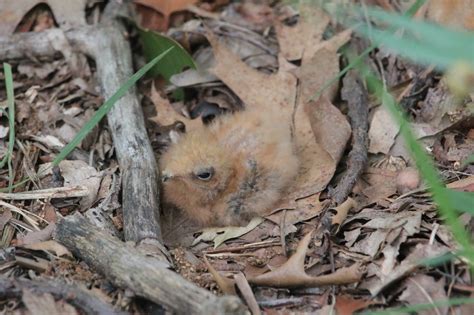 Save the unseen: managing habitat for Eastern Whip-poor-will at Pinery ...