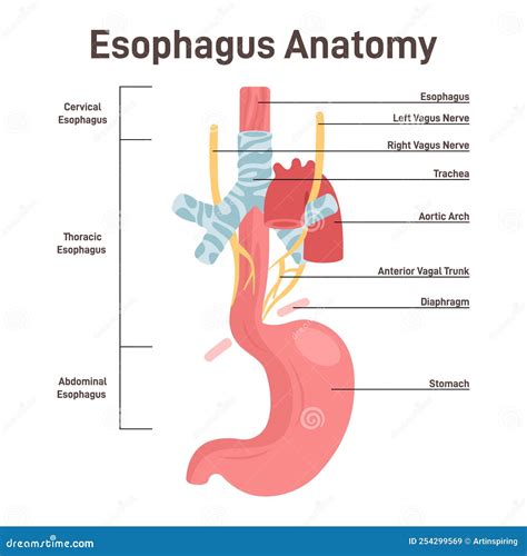 Esophagus Anatomy And Helicobacter Pylori Medical Promo Poste Cartoon Vector | CartoonDealer.com ...