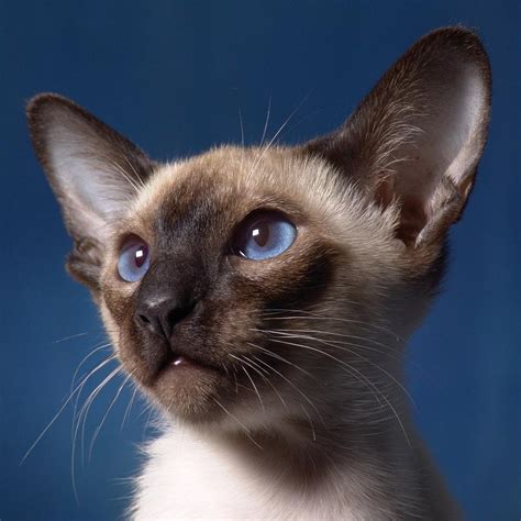 Types of Siamese Cats - 8 Siamese Cat Colors with Pictures