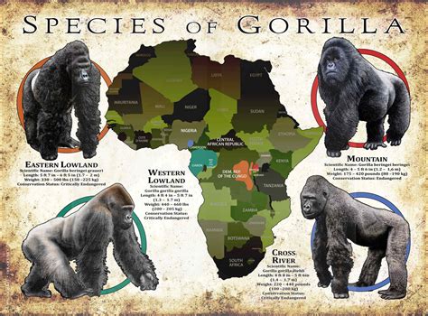 Species of Gorilla Poster Print