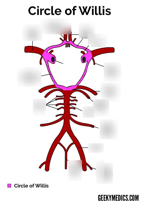 Circle of Willis Diagram | Quizlet