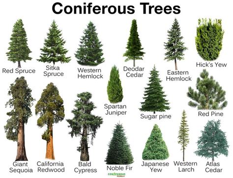 What is a conifer, list of names & types of evergreen/deciduous trees ...