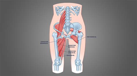 5 Best Adductor Stretches (with Pictures!) - Inspire US