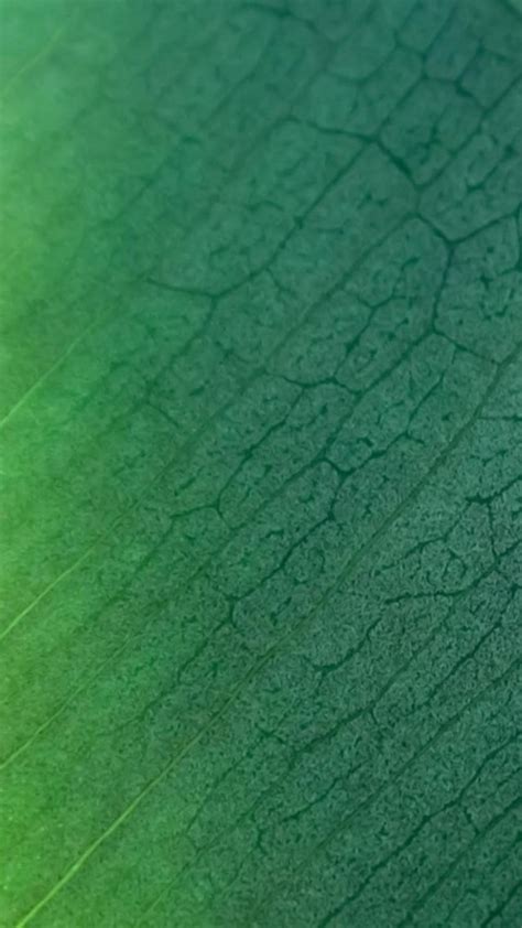 🔥 Leaf Texture HD Background Wallpaper | CBEditz