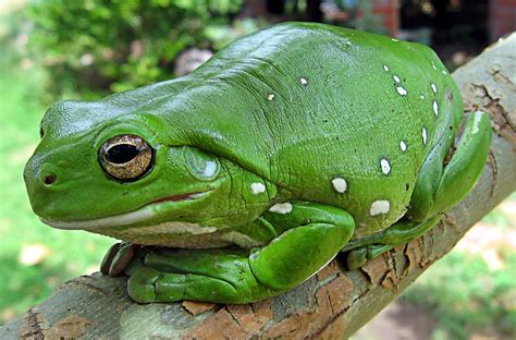 American green tree frog - Pets