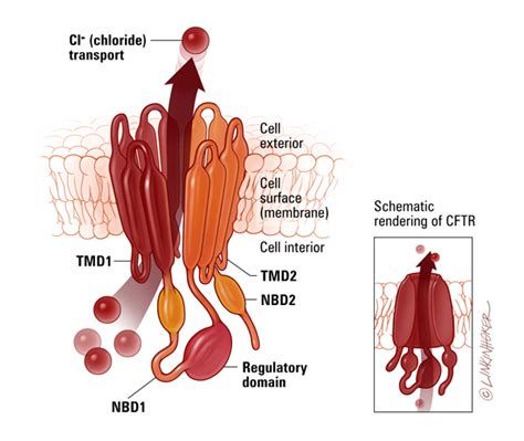 CFTR - Johns Hopkins Cystic Fibrosis Center