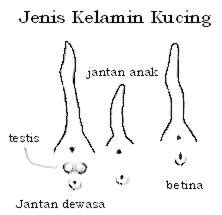 Mengenali Jenis Kelamin Kucing | Kucingkita.com