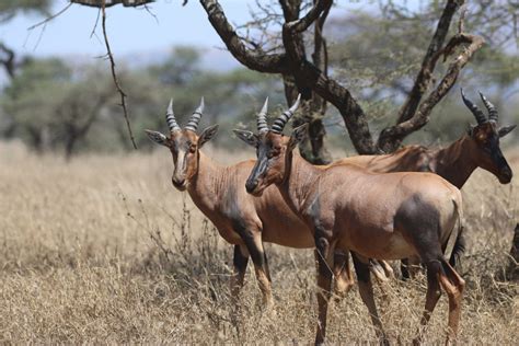 topi - Thomson Safaris