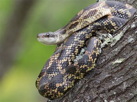 Texas Rat Snake | Alexandria Zoo