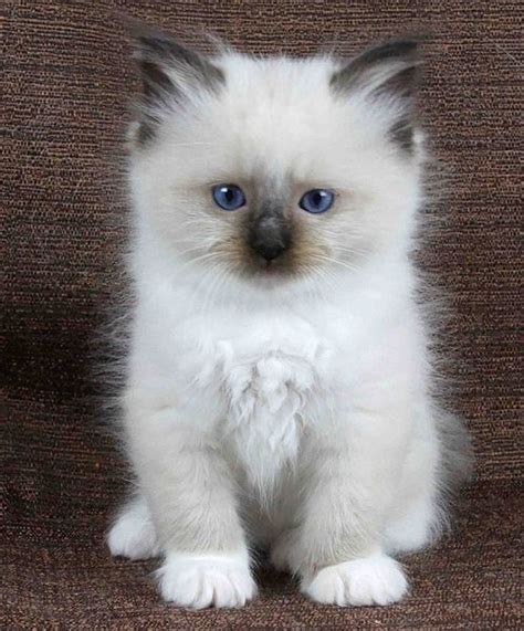 Ragdoll Kucing Lucu Yang Berbadan Besar ~ Foto Kucing