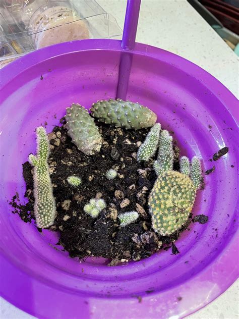 Root Rot/Repotting Query : r/cacti