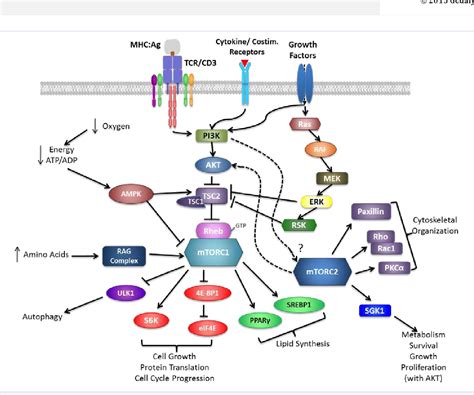 Figure 2 from mTOR Signaling in Regulatory T Cell Differentiation and Expansion | Semantic Scholar