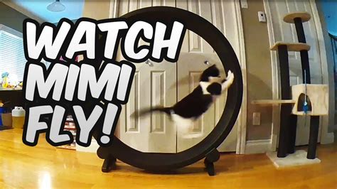 One Fast Cat Exercise Wheel ft. Mimishka! - YouTube