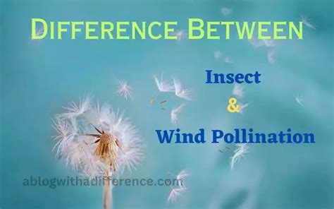 Insect and Wind Pollination 6 best difference