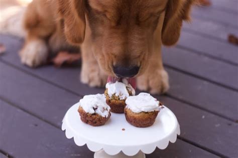 Homemade Dogs Cake--Peanut Butter and Carrot Doggie Cake