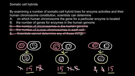 Somatic cell hybridization - YouTube
