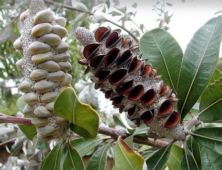 Coastal Banksia - ClimateWatch Australia- Citizen Science App