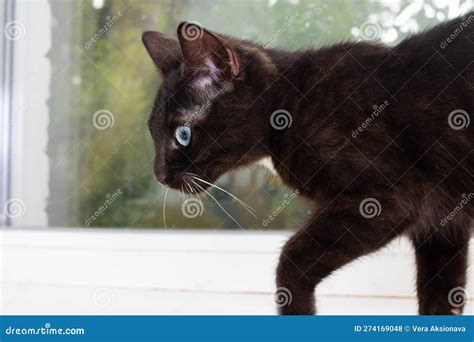 Black Cat with Blue Eyes Closeup Portrait Stock Photo - Image of ...