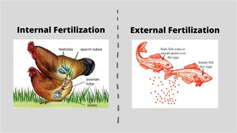 Learning Task 4: Think of two animals that can reproduce sexually. In the first box, draw an ...