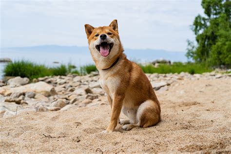 How Big Will My Shiba Inu Get? With Growth & Weight Chart – Dogster