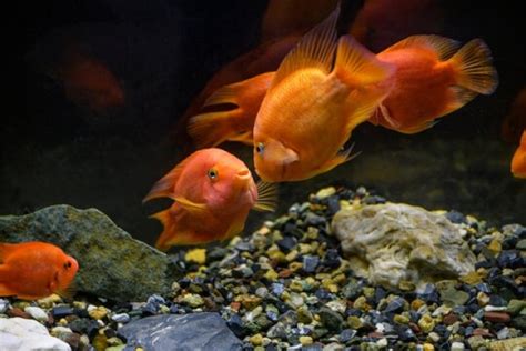 Blood Parrot Cichlid | The Ultimate Care, Diet And Breeding Guide