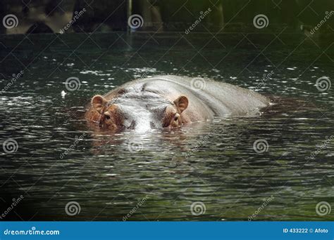 Hippo eyes stock photo. Image of hippopotamus, eyes, ears - 433222