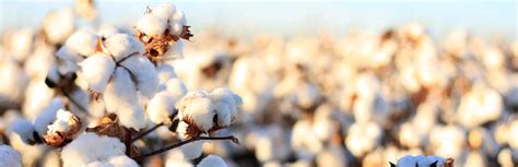 The cotton and your production in history - Organic and Natural Cotton Color