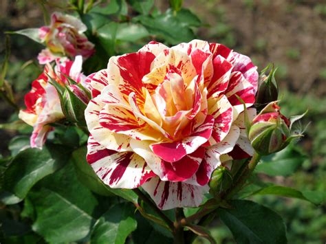 Floribunda Varieties – VanOoteghem Farms & Greenhouse