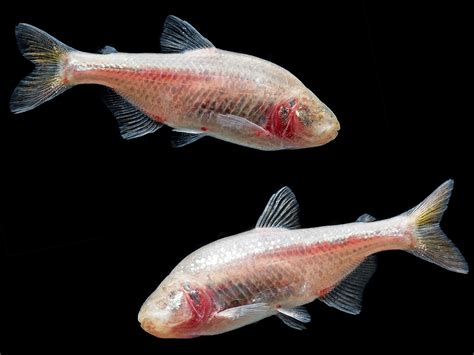 Oxygen-Based Adaptive Engineering in Blind Cavefish | The Institute for Creation Research