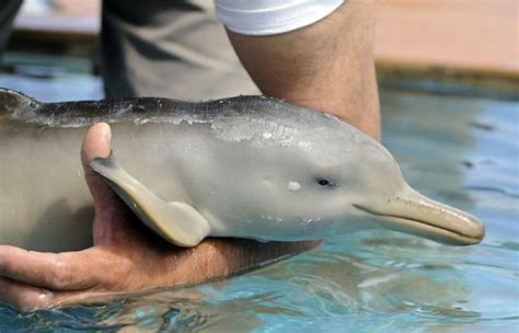 10-Day-Old Baby River Dolphin Rescued ~ oldShotsWorld