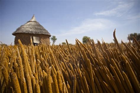 Crops - West Africa: Niger