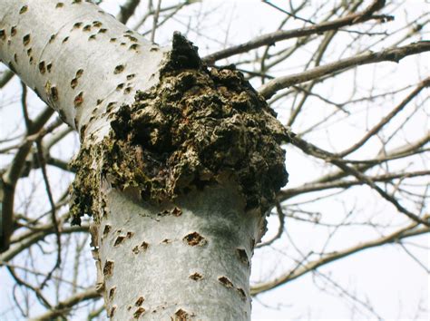 Canker Tree Disease: Prevention and Control