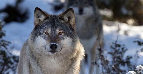 Gray Wolves Once Again Protected Under the Endangered Species Act