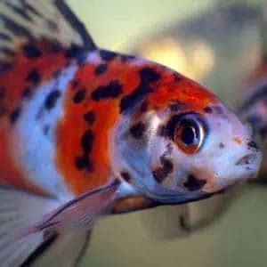 Shubunkin Goldfish Pond Care, Lifespan & Breeding Guide (Updated) - Pond Informer