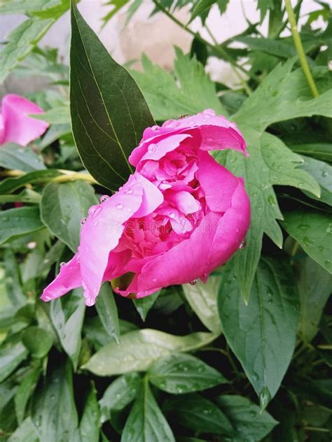 A Bright Pink Peony Begins To Bloom in the Rain 4 Stock Image - Image of outdoor, peony: 186292237