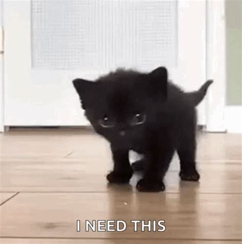 Cat Walking GIF - Cat Walking Cute - Discover & Share GIFs