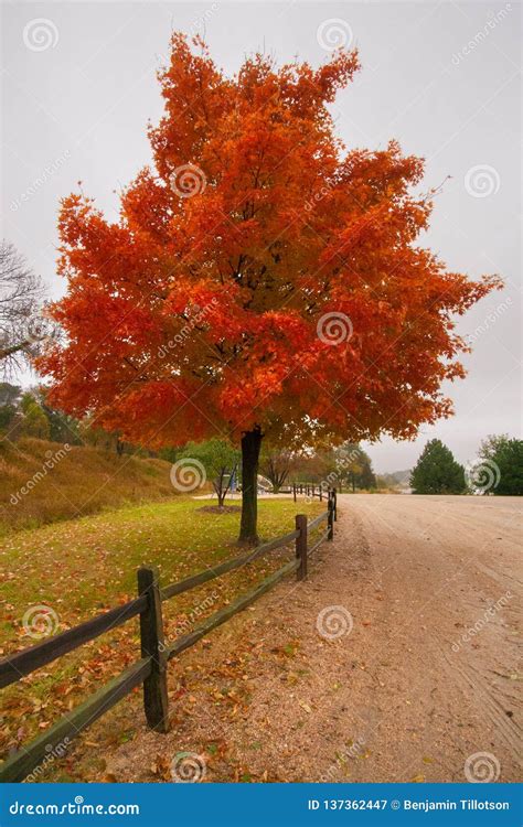 A Maple Tree in Fall Color - Nebraska Stock Image - Image of tree, fall ...