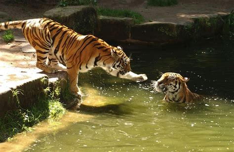 tiergarten.nuernberg.de | Freizeitpark deutschland, Nürnberg, Freizeitpark